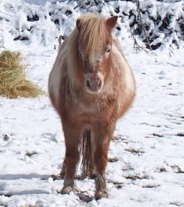 SnowCoatedWindy